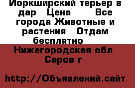 Йоркширский терьер в дар › Цена ­ 1 - Все города Животные и растения » Отдам бесплатно   . Нижегородская обл.,Саров г.